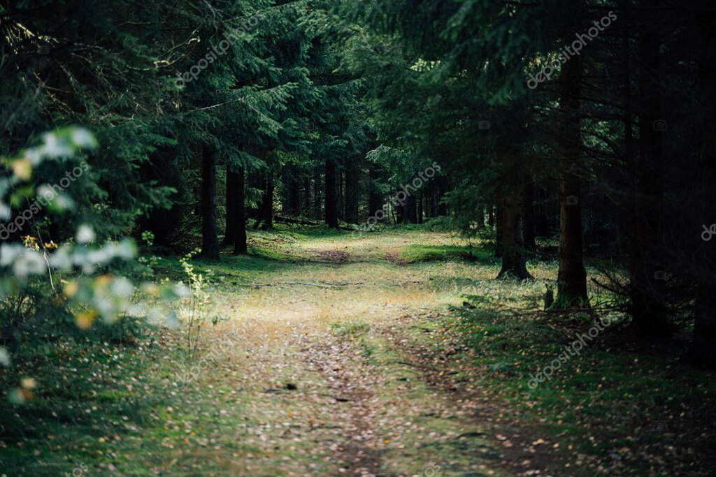 Nahaufnahme von regionalem Holz mit sichtbarer Maserung